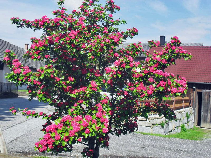 Tree joie de vivre