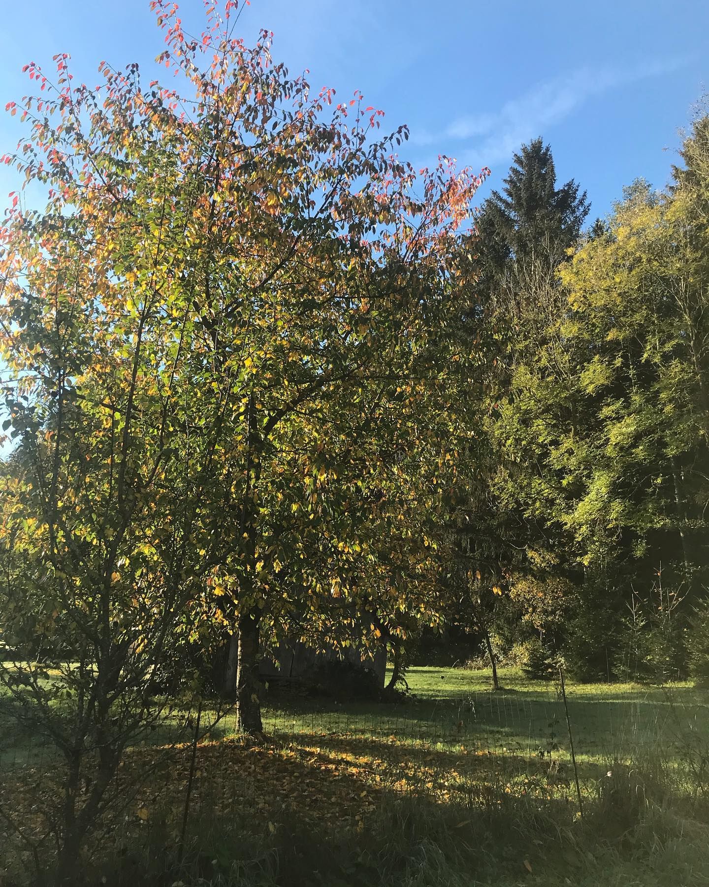 Wonderful summer days at the 1000Krauthof 