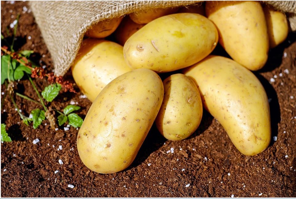Potato farm Payer