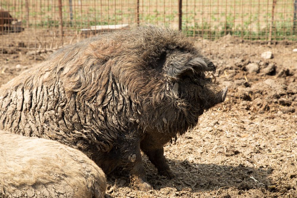 A Mangalitsa pig lies on a muddy floor in an enclosure.