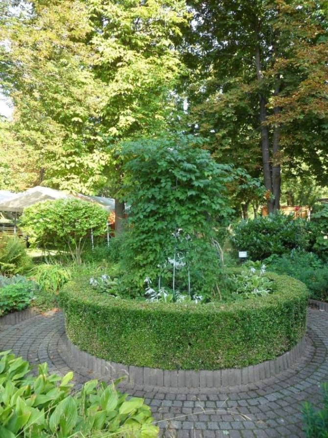 A well-kept garden with a round hedge and lush greenery, surrounded by trees.