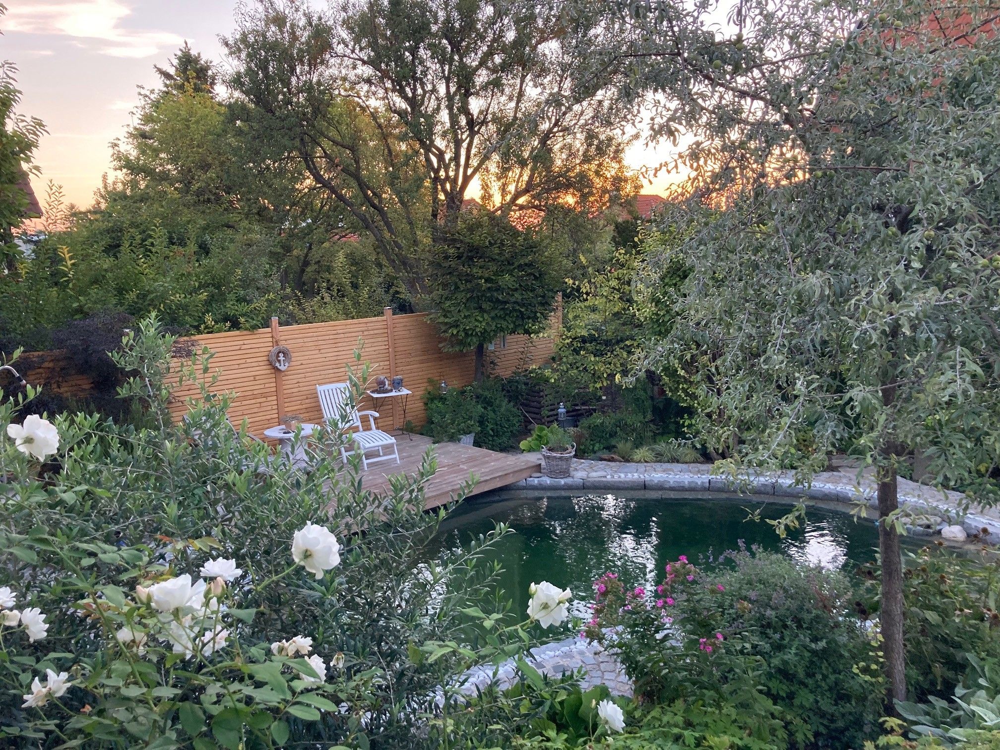 An idyllic garden with a pond, wooden terrace and white garden chairs, surrounded by lush vegetation and blooming flowers.