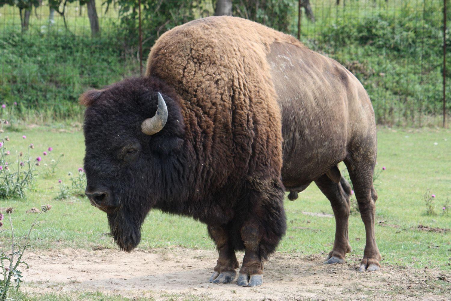 A bison stands in a meadow with green grass and some flowers in the background.
