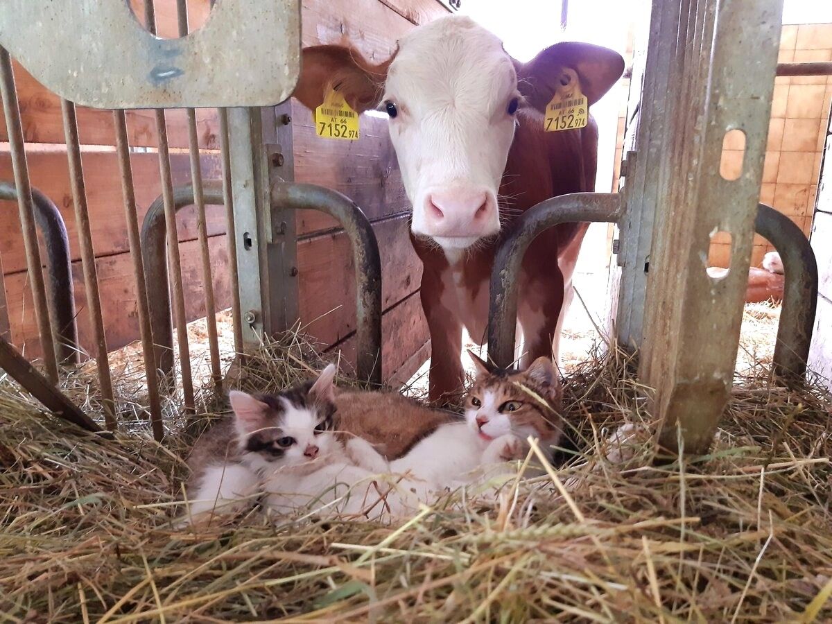 Vacation on the farm-Oberrehau