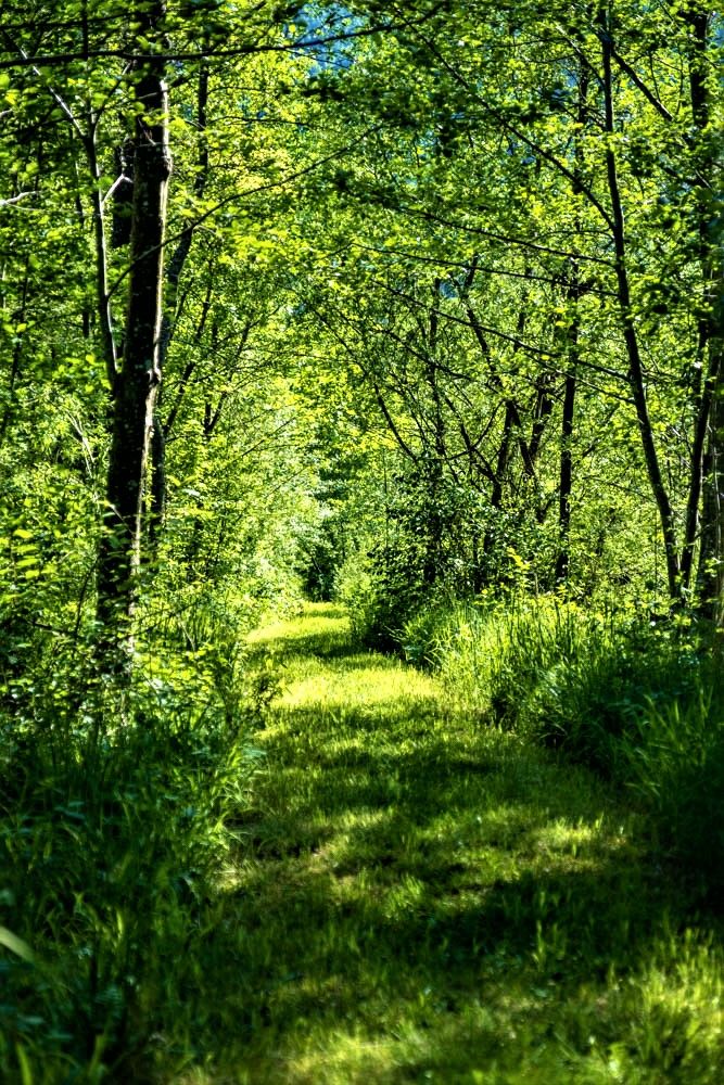 A narrow, grassy path leads through a dense, green forest.
