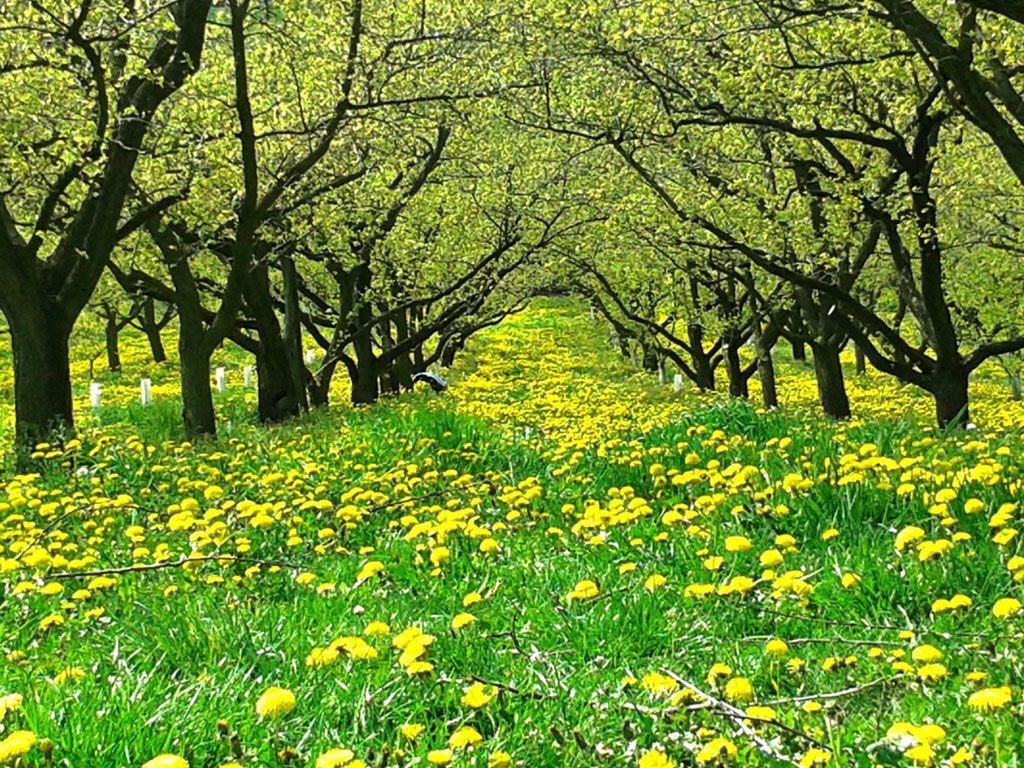 An orchard with blooming dandelions and green trees.