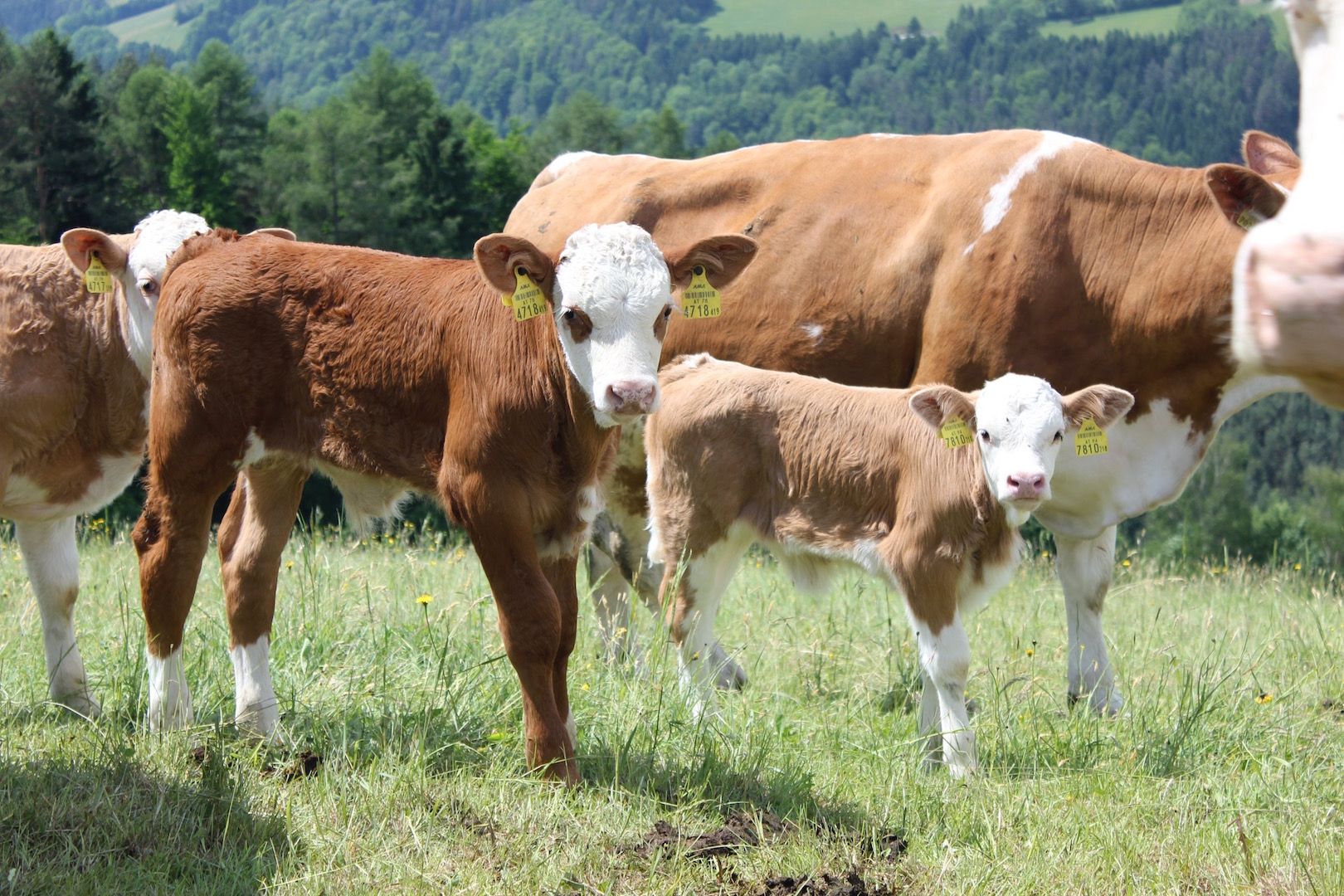 Cows and calves in a green meadow with a forest in the background.