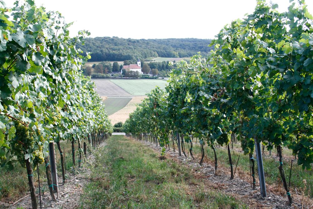Vineyard with church in the background