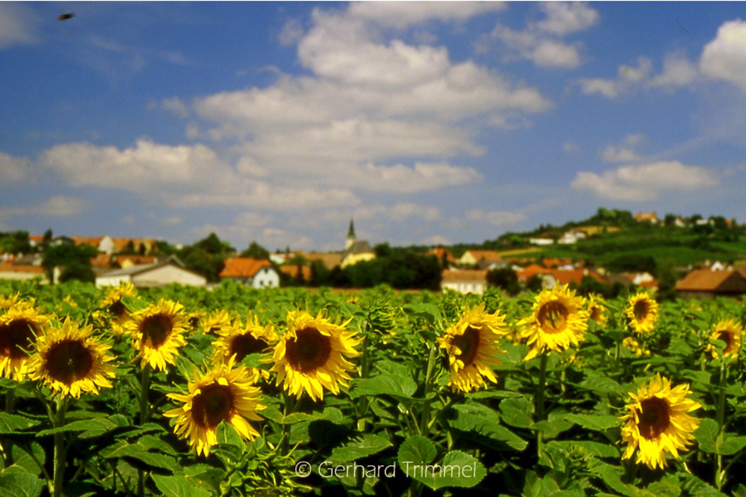 A field full of blooming sunflowers in front of a village with a church and hills in the background.