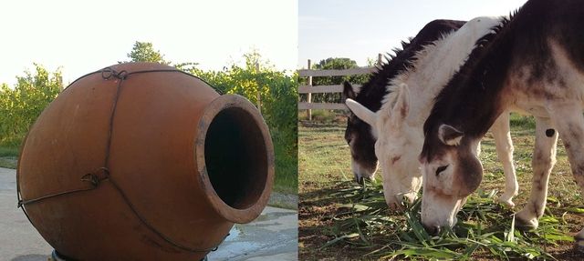 On the left a large, reclining wine amphora, on the right three donkeys eating grass.