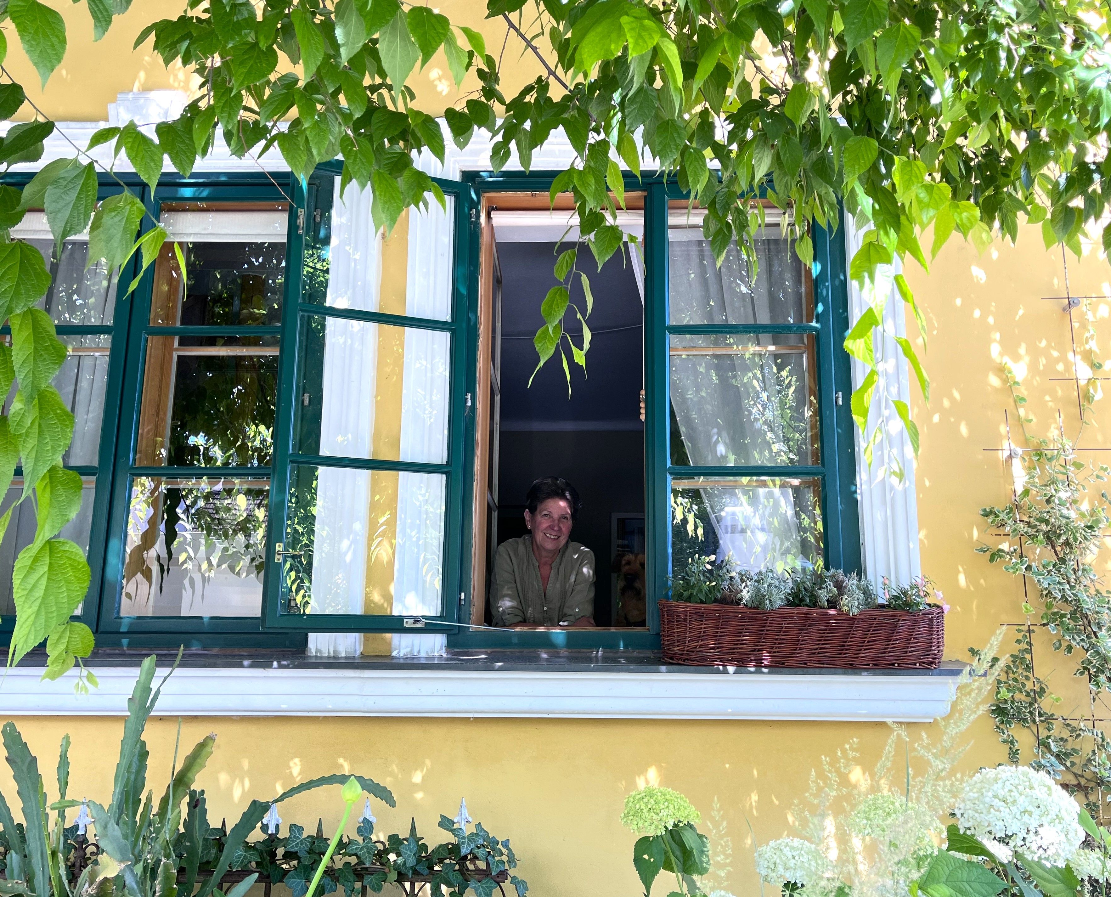 A person looks out of an open window of a yellow house with green window frames, surrounded by plants.