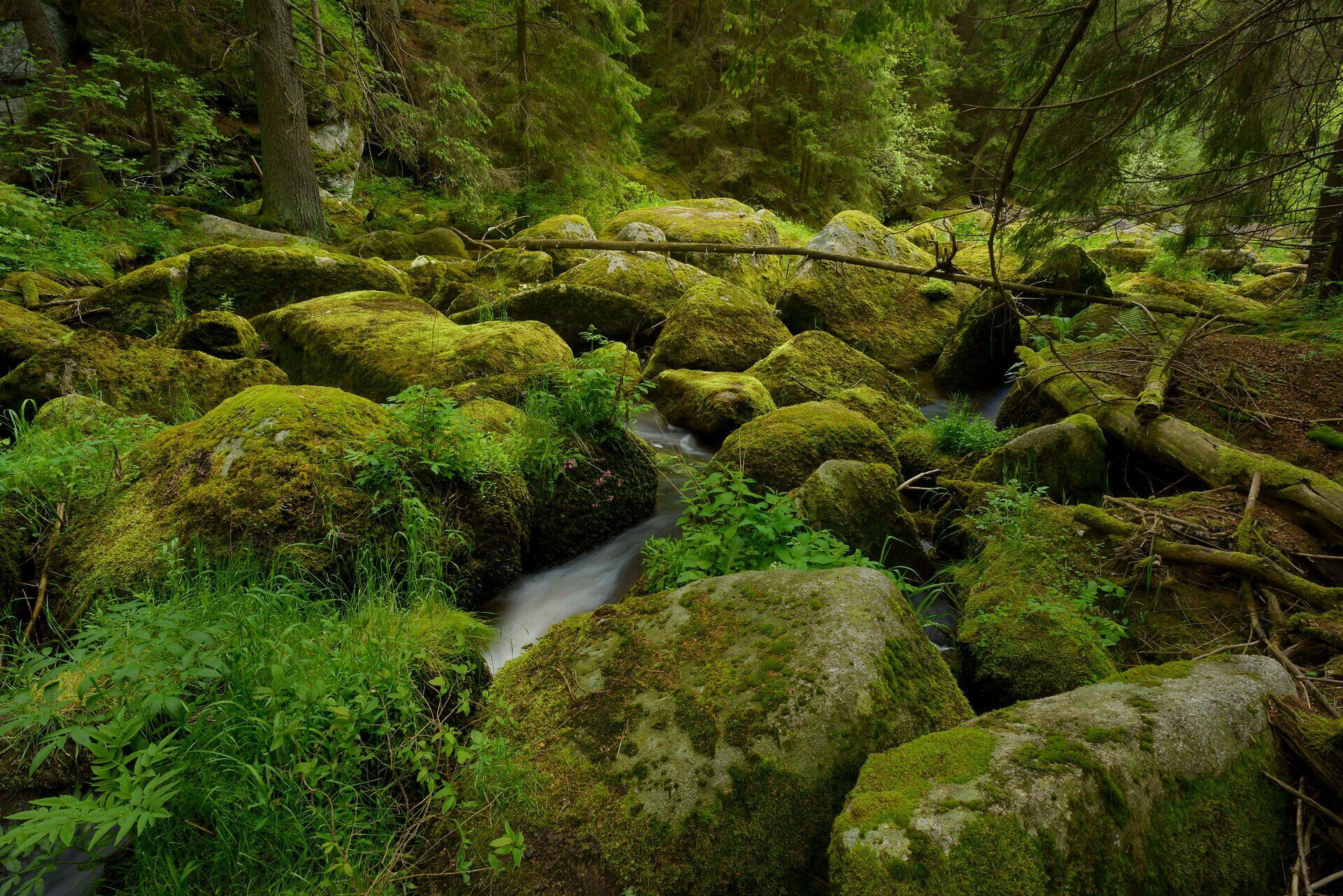 Amidst the lush greenery of the forest, a clear stream flows gently over moss-covered stones. The tranquil atmosphere and the gentle babbling of the water invite you to relax and enjoy the beauty of nature.