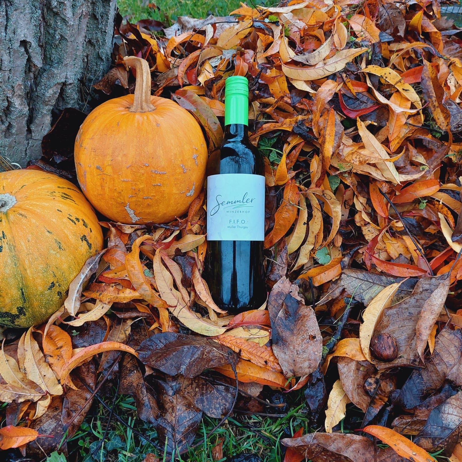 Wine bottle and pumpkins in the fall foliage.