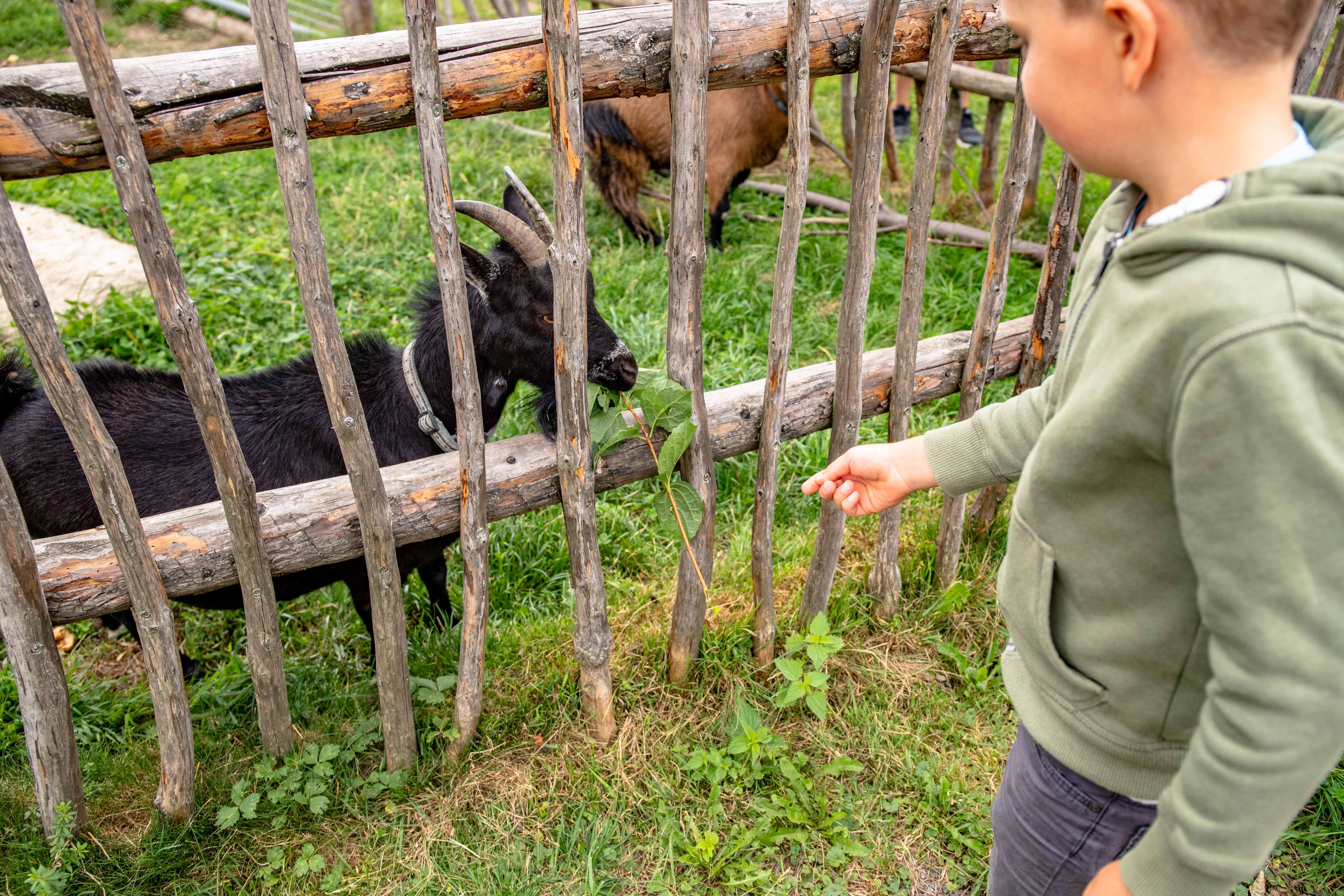 A child feeds a black goat with leaves through a wooden fence.