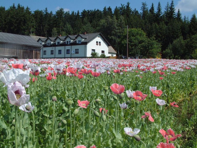 Organic farm with poppy field