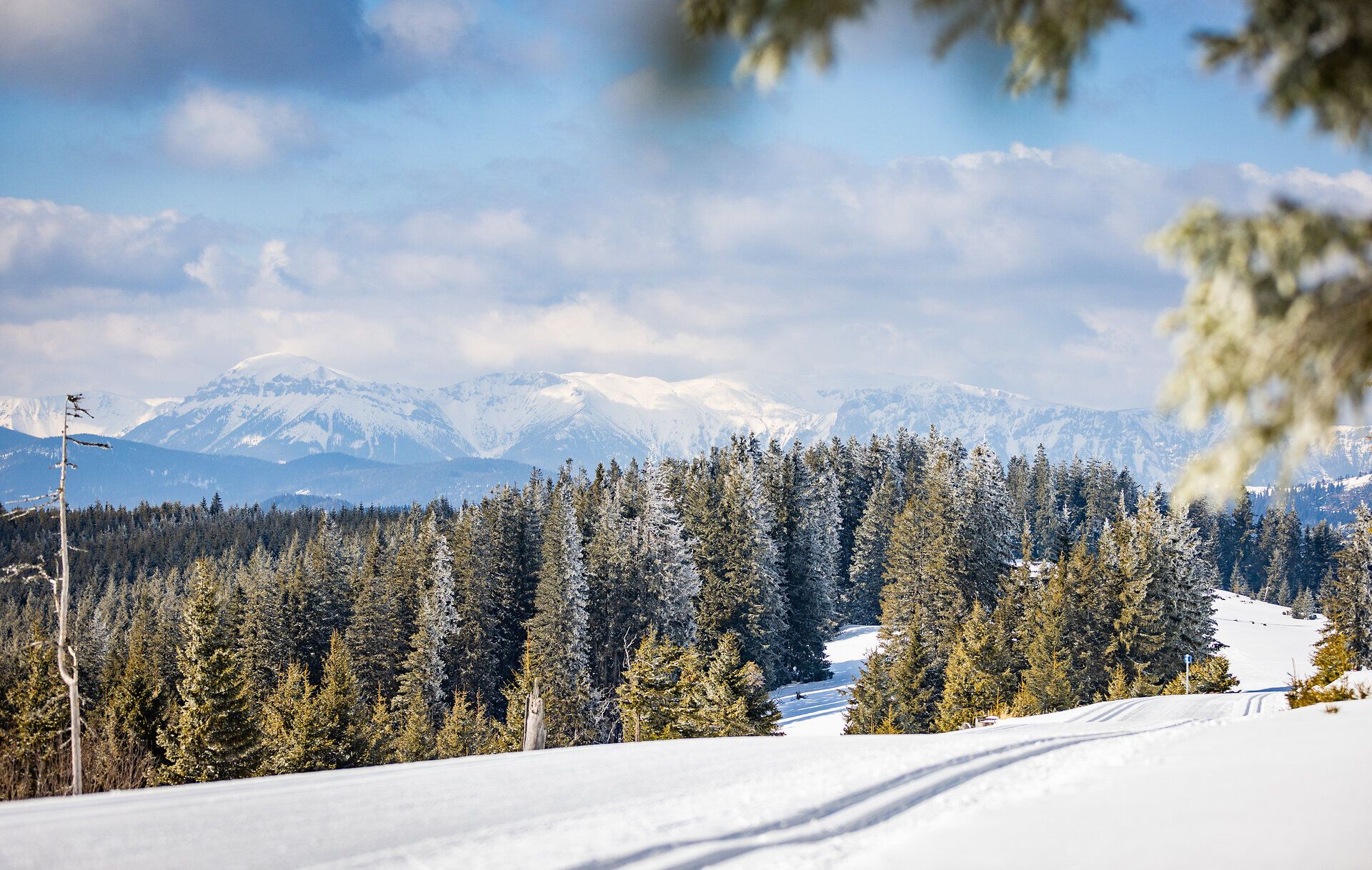 Verschneite Wechsel-Panoramaloipe mit Langlaufspuren, umgeben von Nadelwäldern und einem beeindruckenden Bergpanorama.