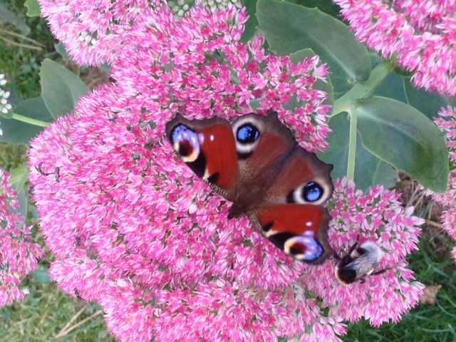A butterfly and a bee on pink flowers.