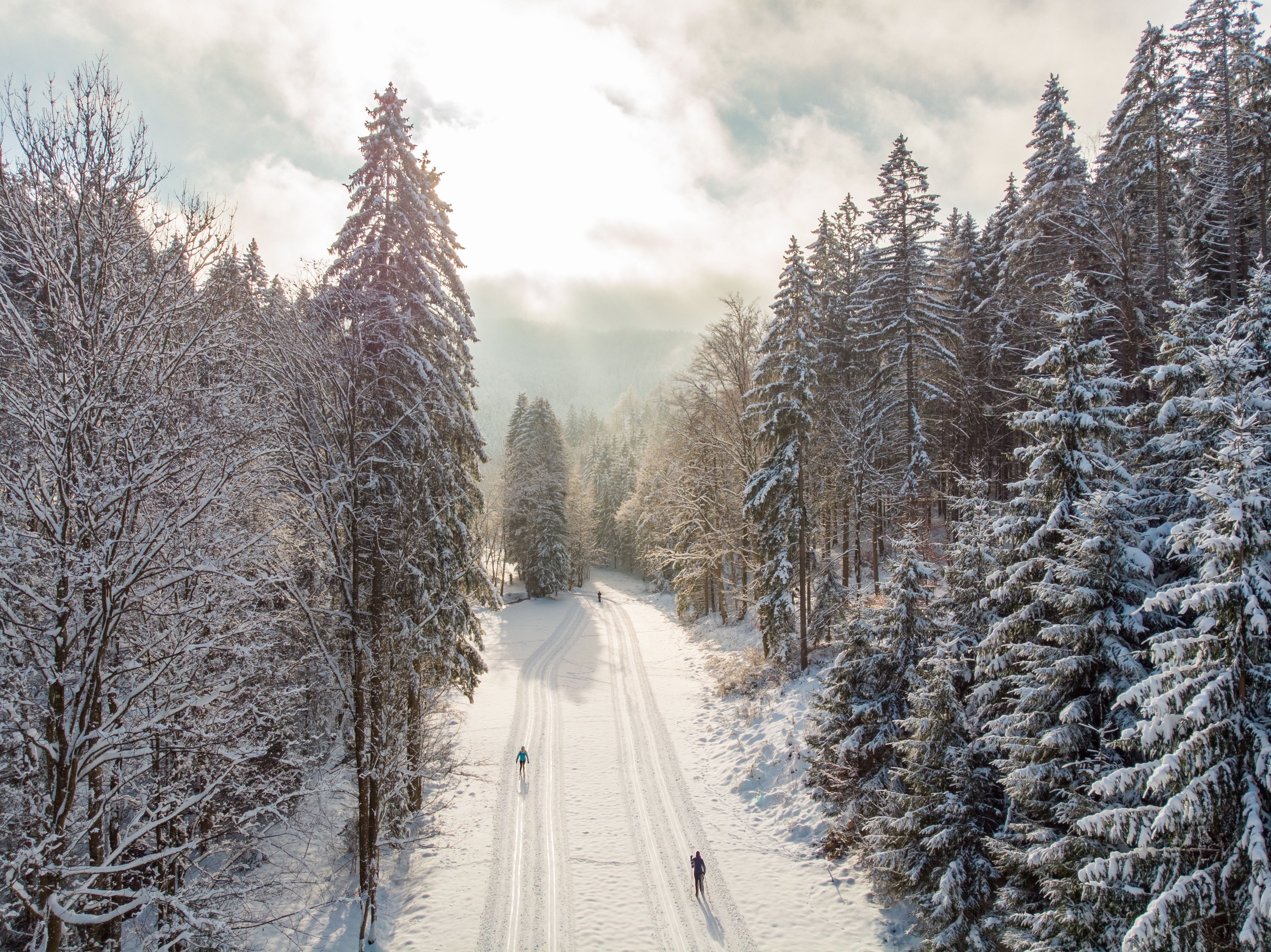 Snow-covered cross-country ski trail in a forest with two cross-country skiers.