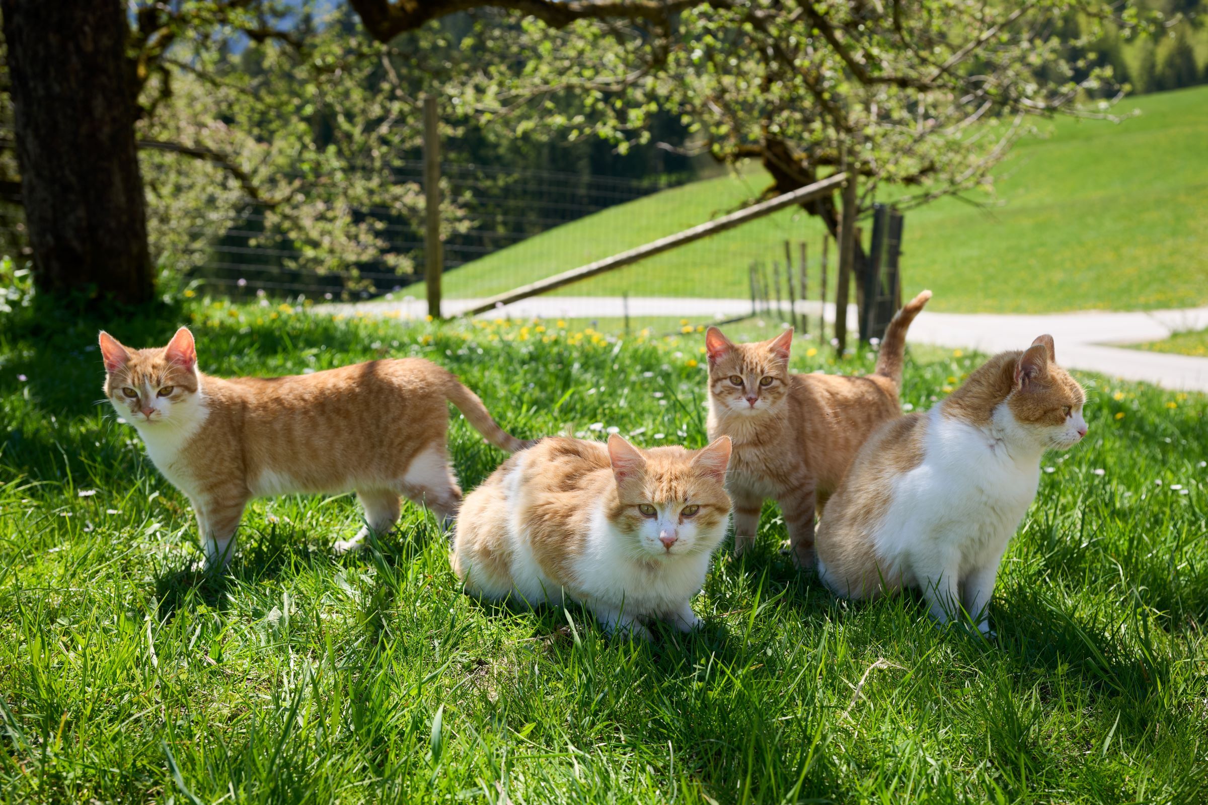 Four red and white cats sit and stand on a green meadow in the sunshine.