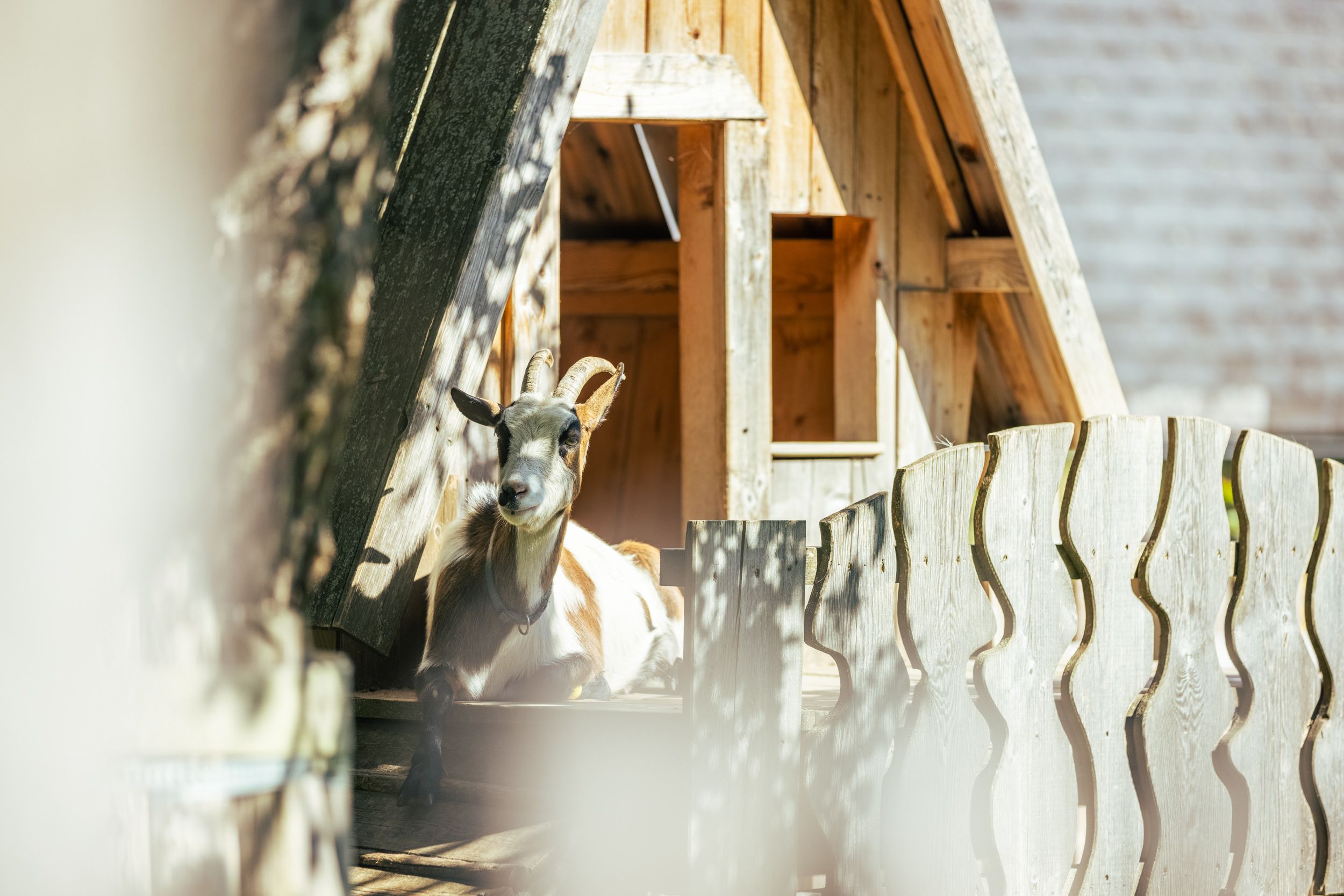 A goat lies relaxed in front of a wooden shed on a farm.