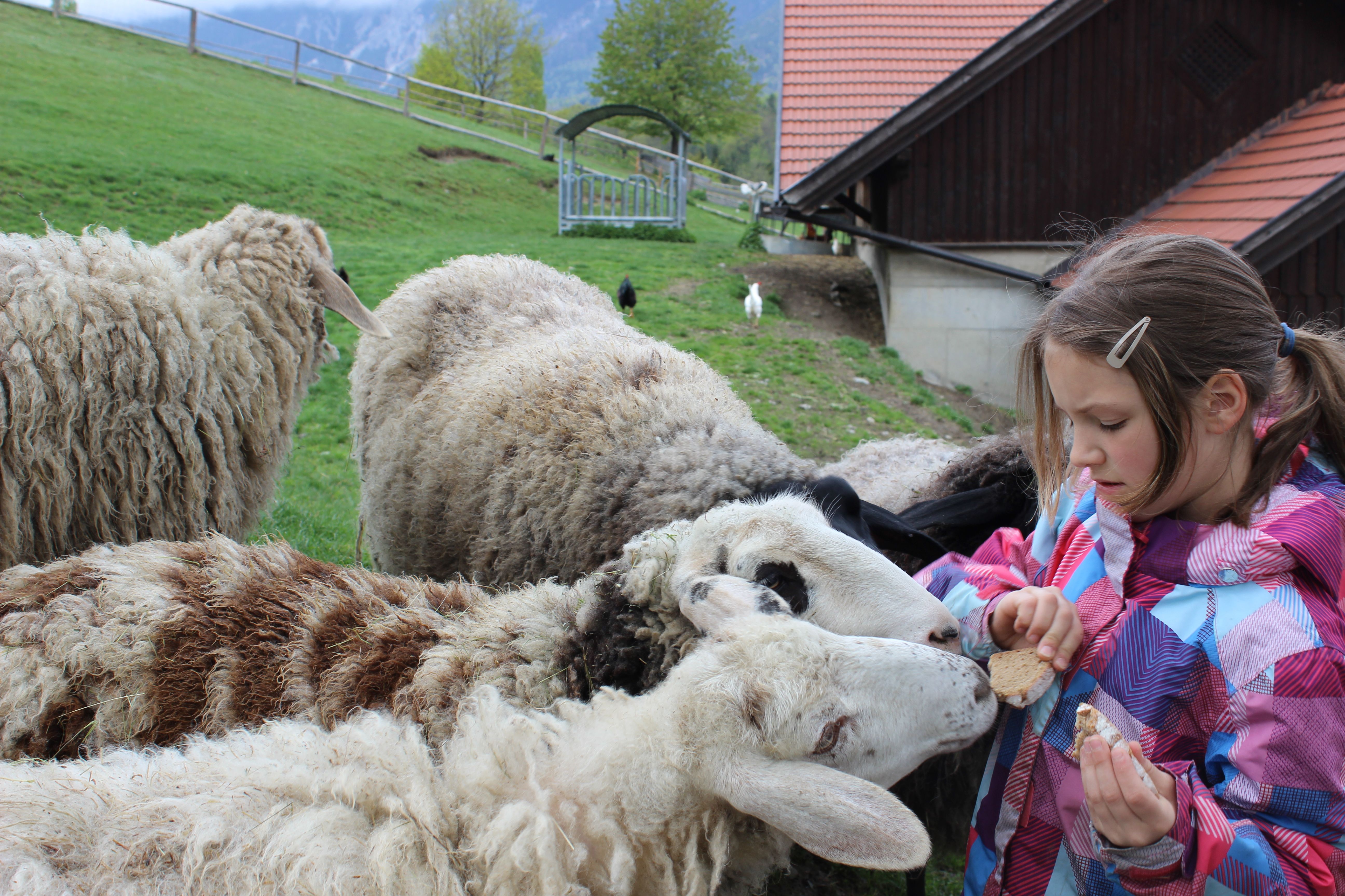 A girl feeds sheep with bread in a petting zoo.