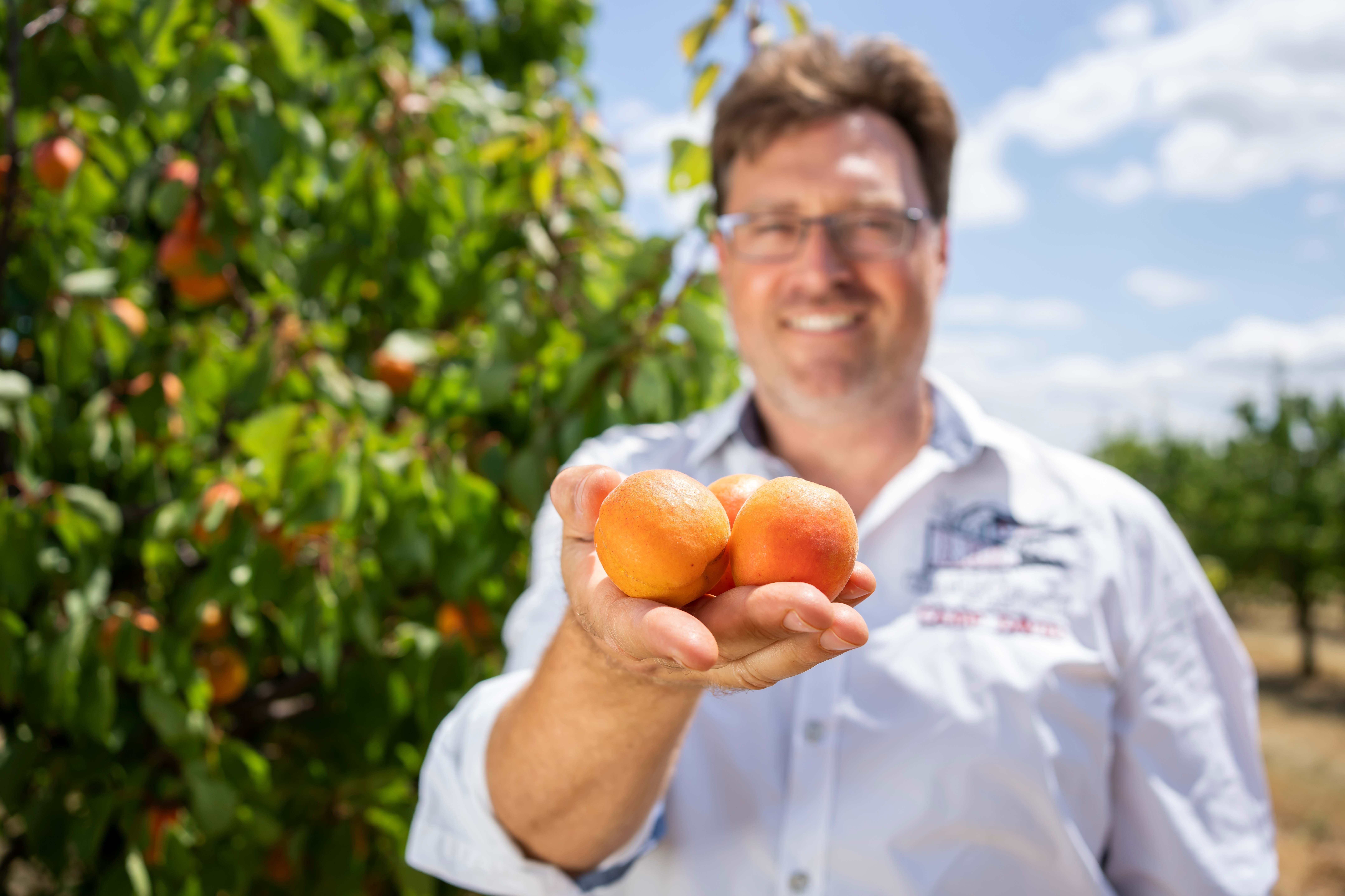 A man holds three apricots in his hand, an apricot tree in the background.