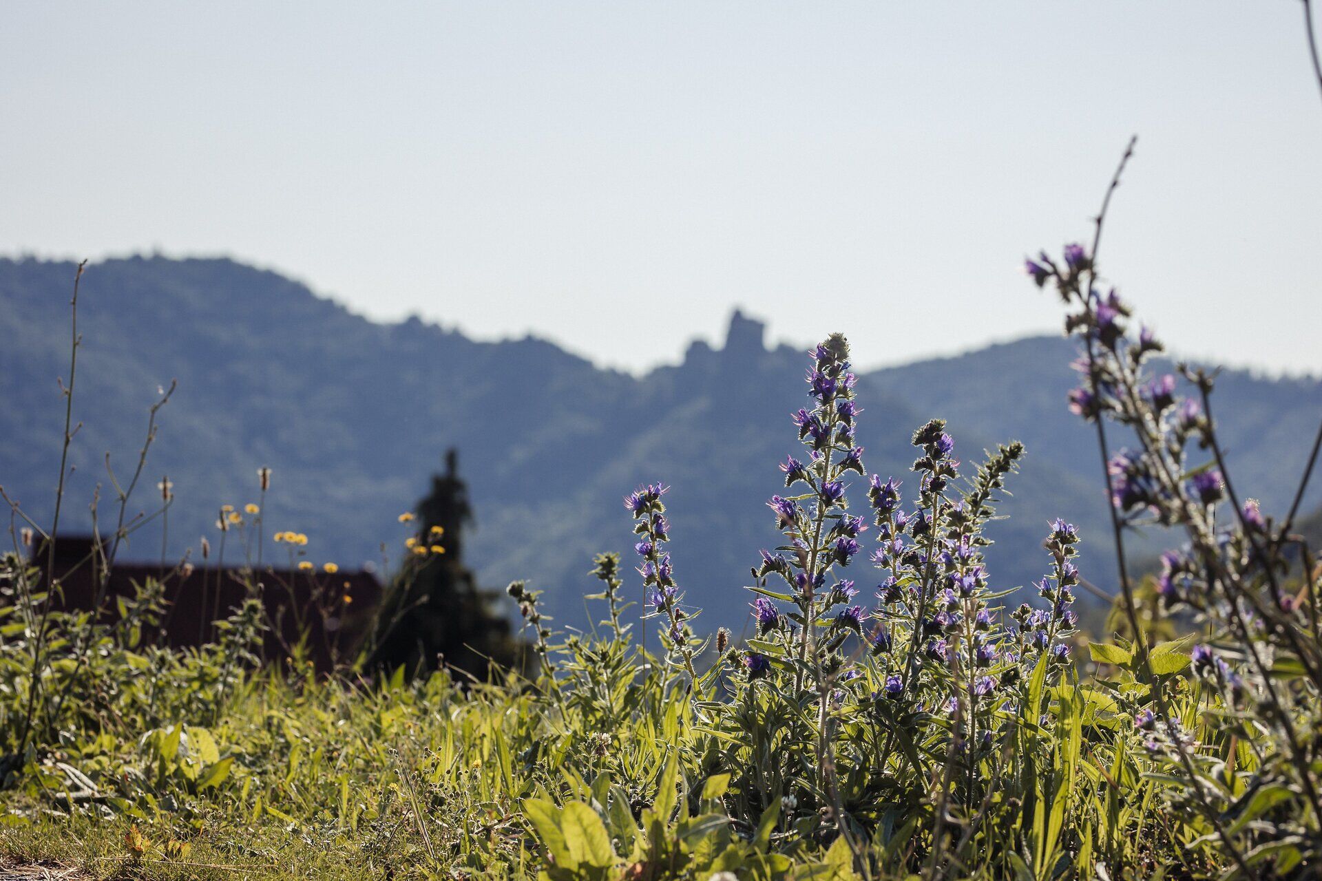 Purple meadow flowers bloom amidst the rolling hills, lending the landscape a touch of magic. The clear air and the majestic mountains in the background make for unforgettable hikes. Here, where nature shines in all its glory, every visitor will find their own personal paradise.