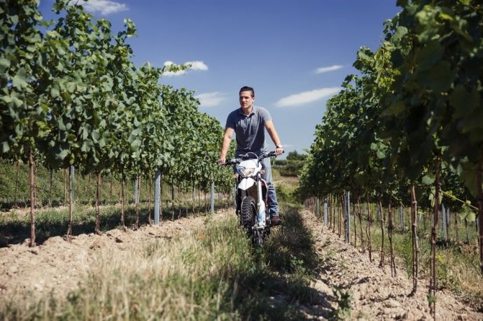 Person riding a motorcycle through a vineyard.