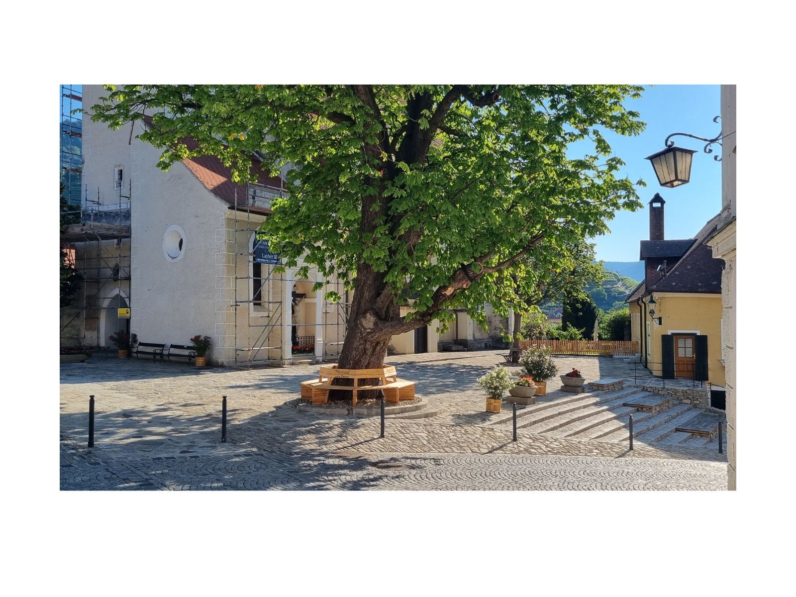 A sunny church square with a large tree in the middle, surrounded by buildings and a staircase.