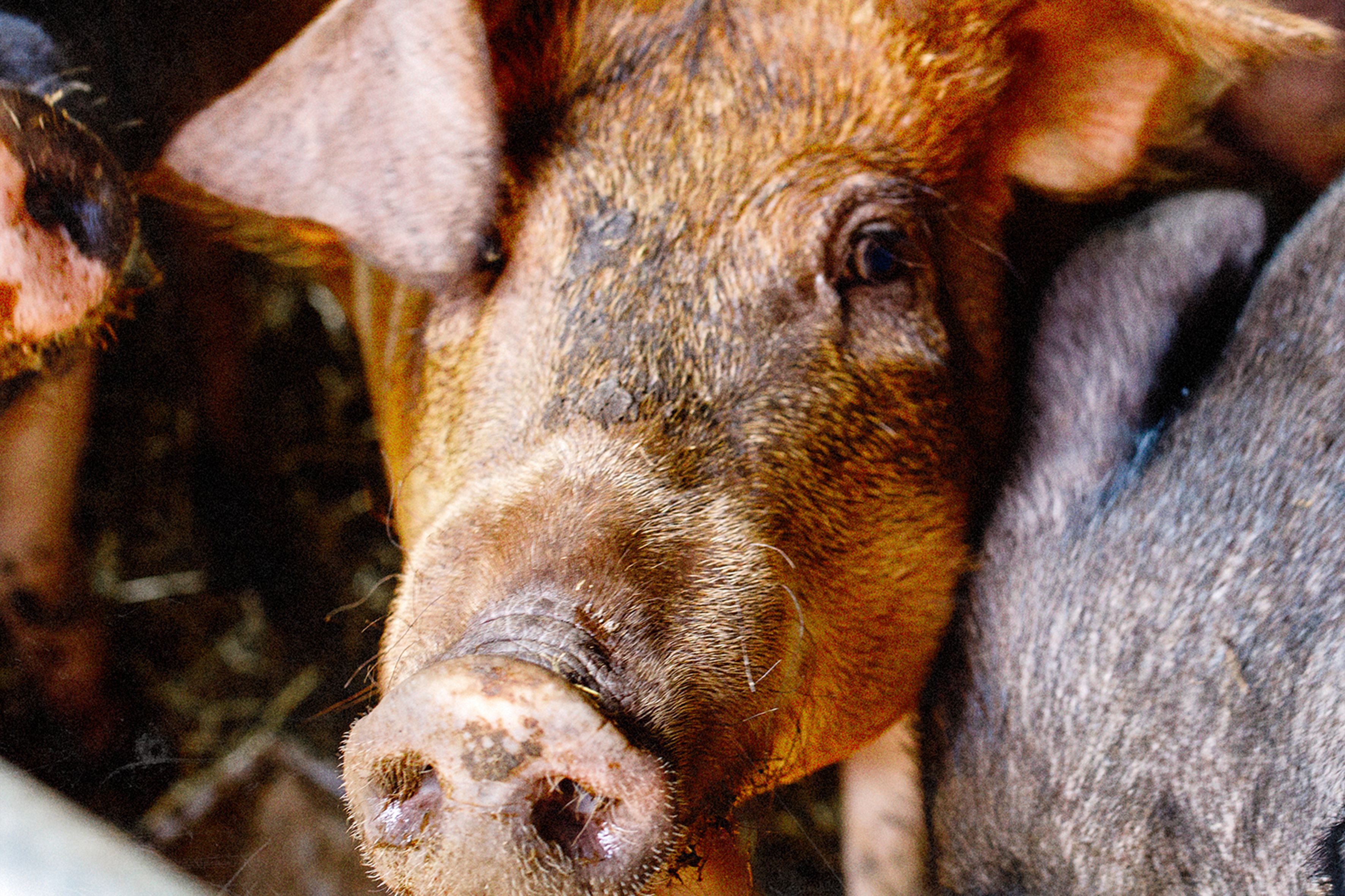 A close-up of a pig in a barn.