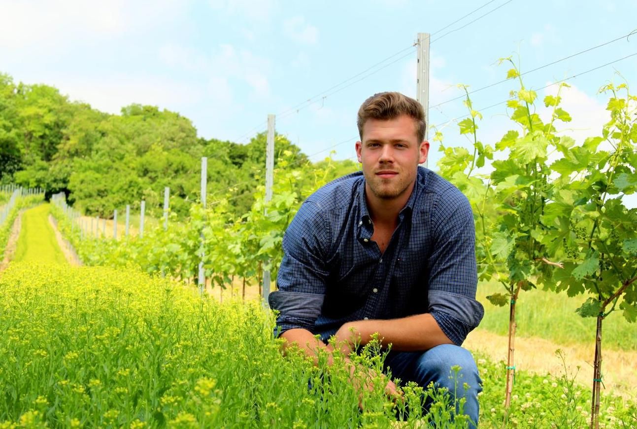 A man kneels in a vineyard next to green vines and yellow flowers.