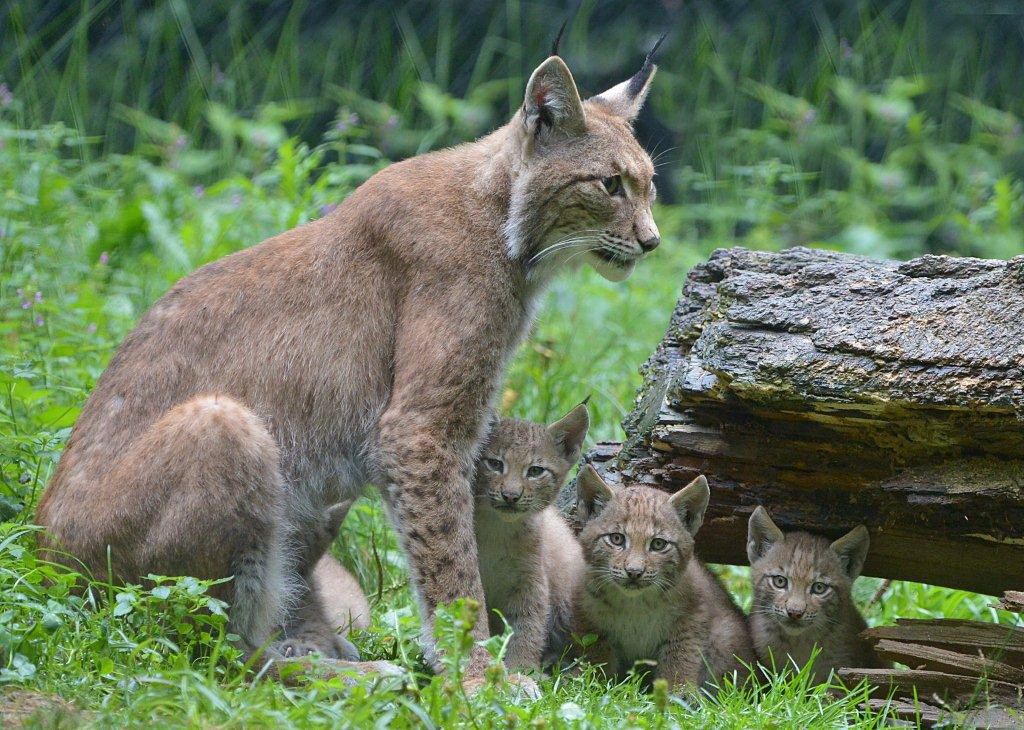 A lynx family with an adult lynx and three cubs in the grass next to a tree trunk.