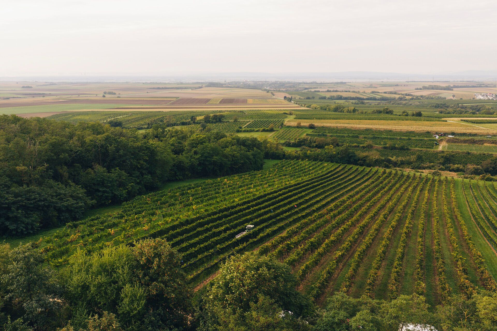 Aerial view of an extensive vineyard with green vines and surrounding fields.