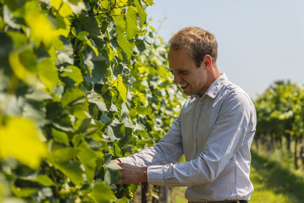 Person in a vineyard, inspecting the leaves.