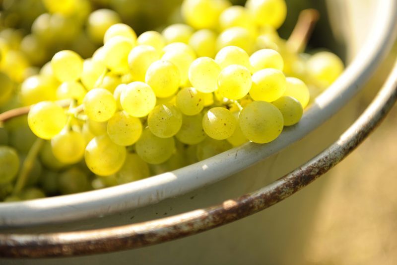 Close-up of green grapes in a metal bowl.