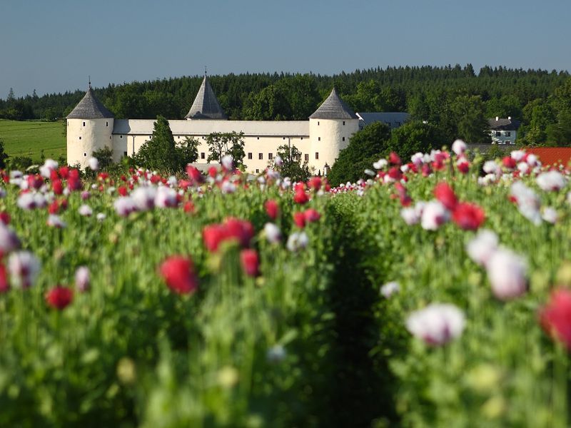 Ottenschlag Castle behind a blooming poppy field.
