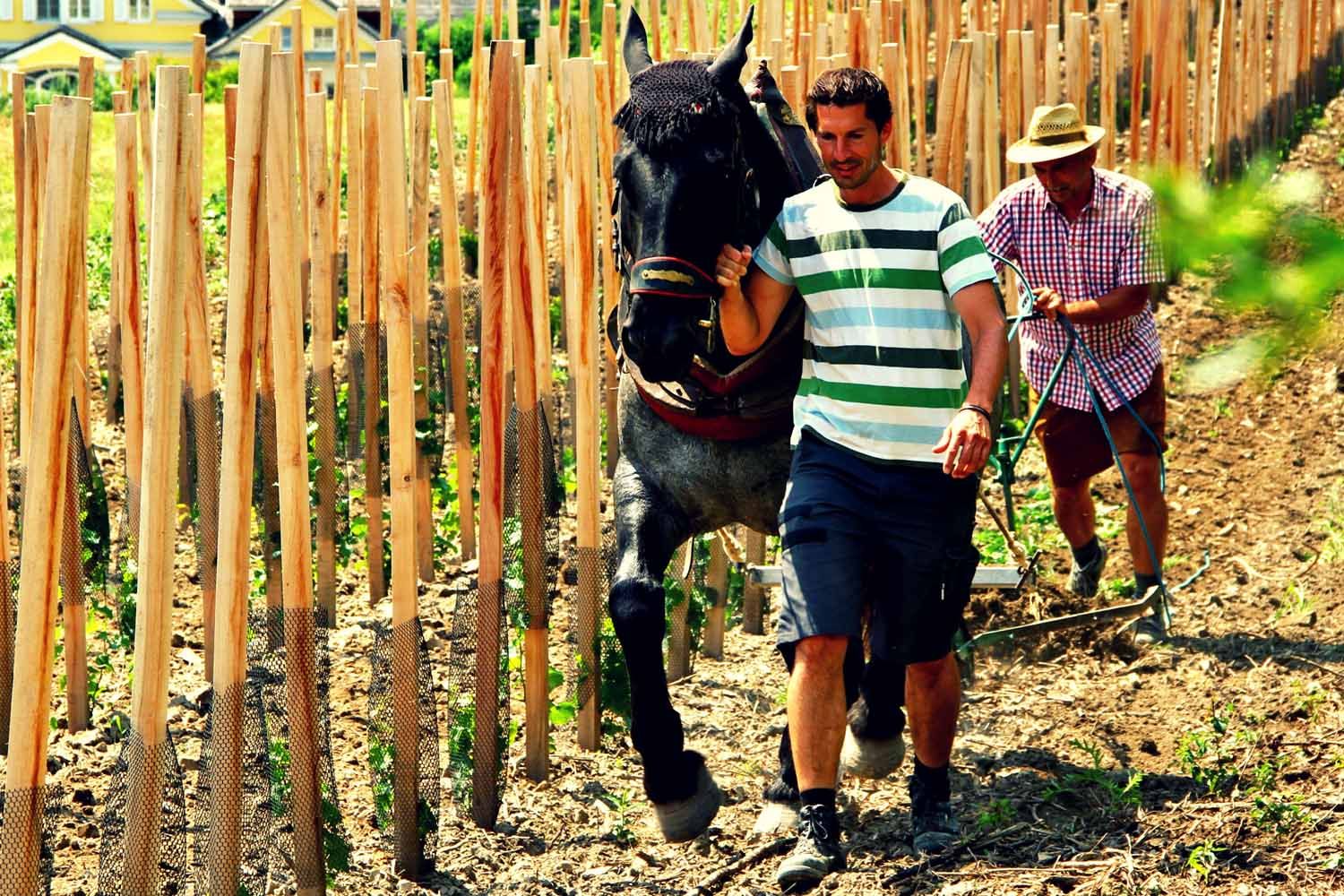 Two men work with a horse in a vineyard.