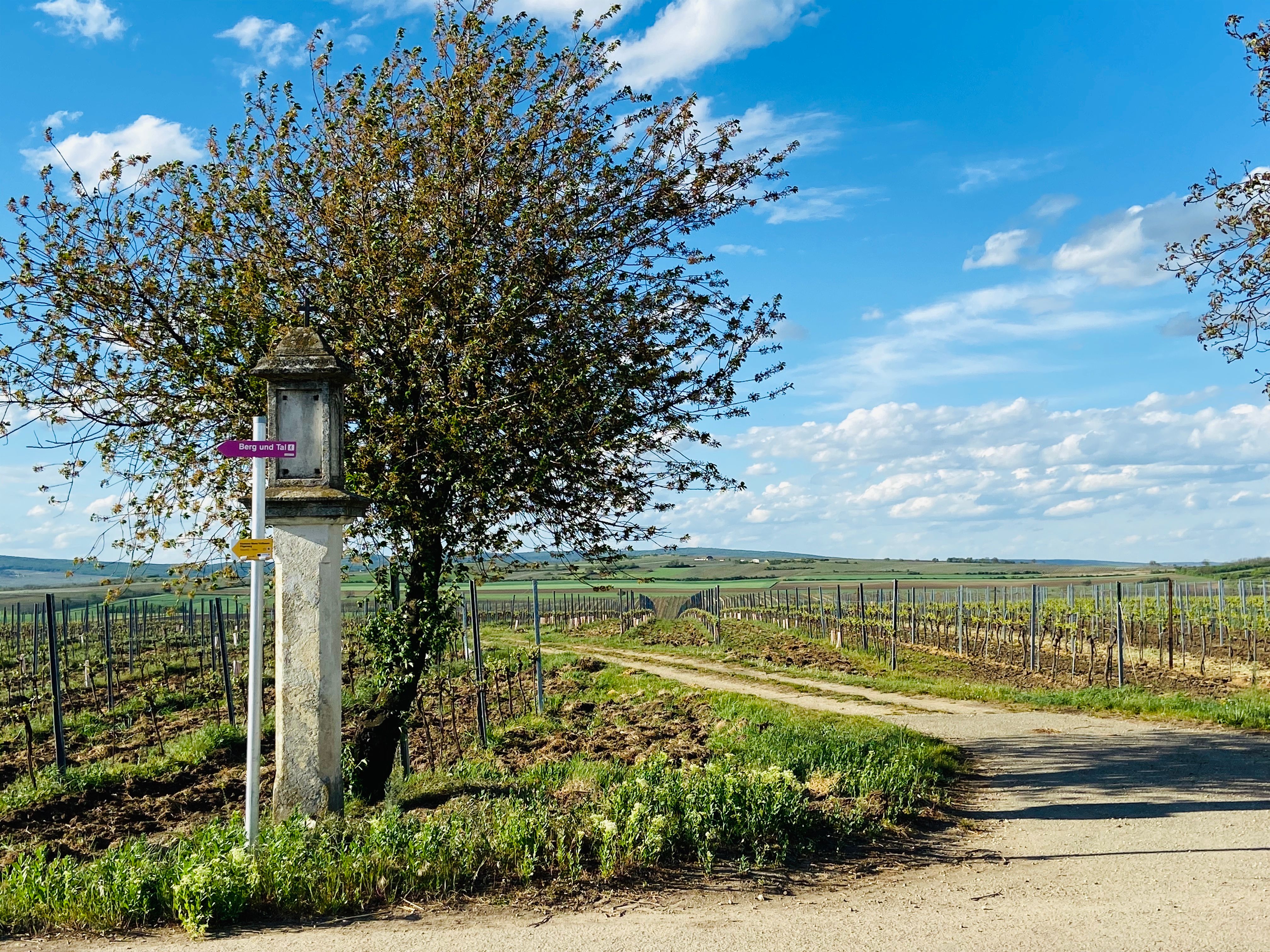 Vineyard landscape with signpost and tree in the Weinviertel, Austria.