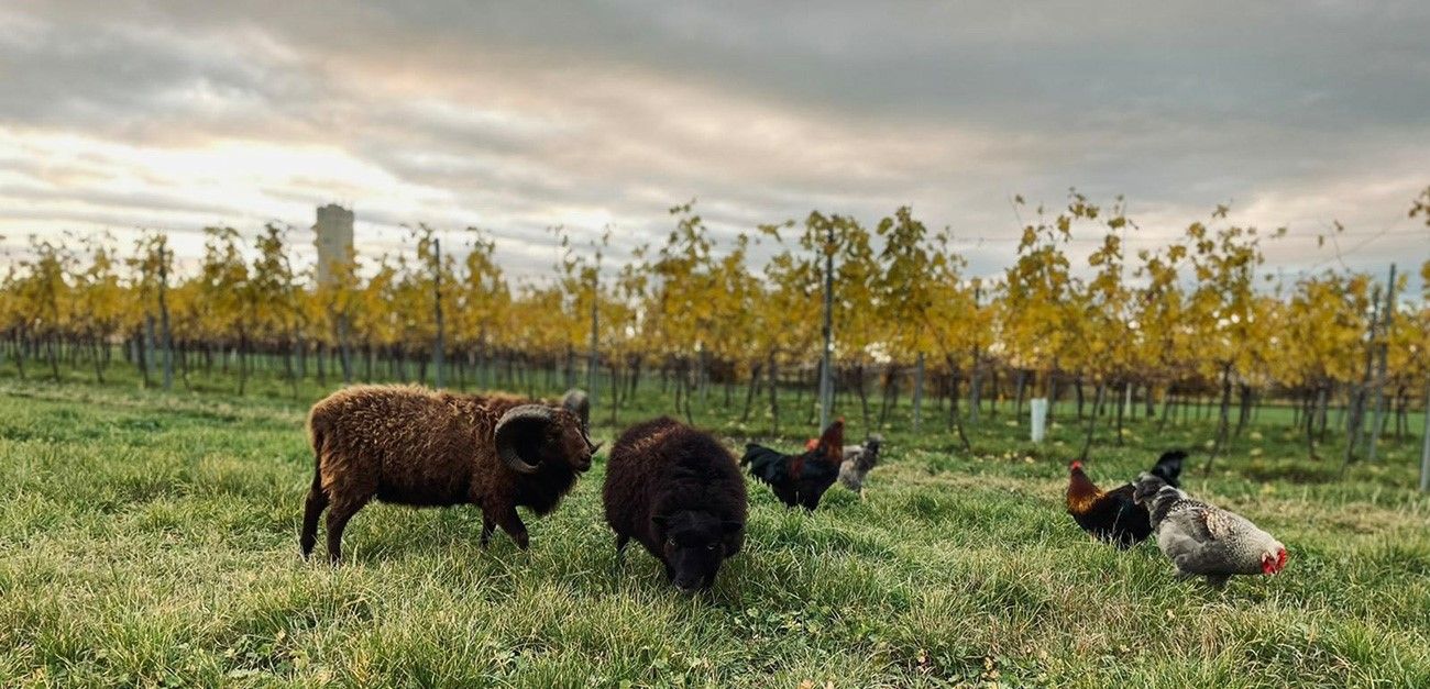 Sheep and chickens in the vineyard