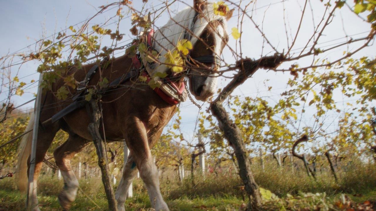 In the vineyard