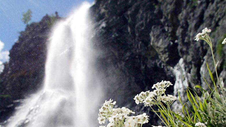A waterfall cascades down next to a rock face, with white flowers in the foreground.