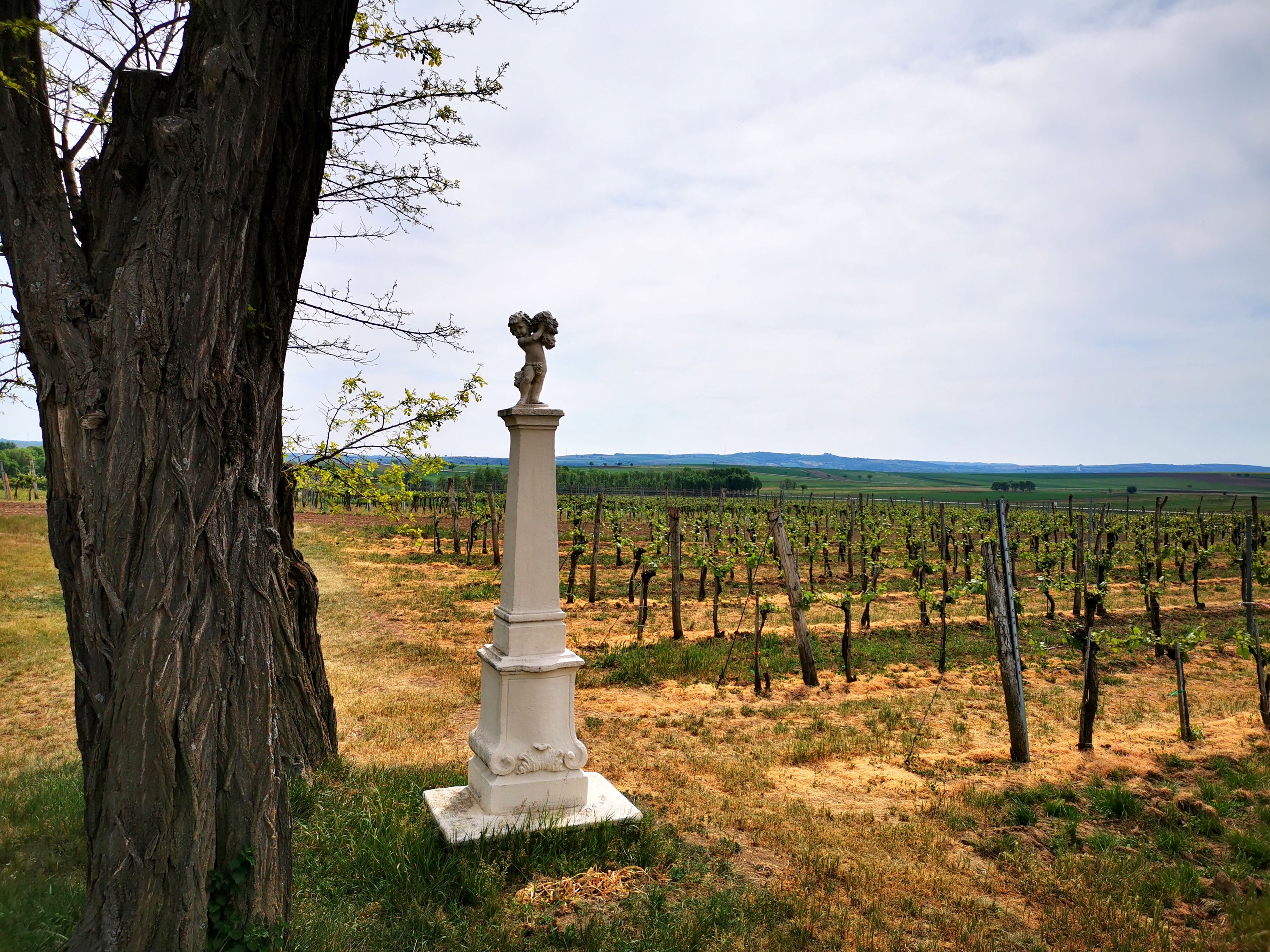 Vineyard with tree and stone column in the foreground.