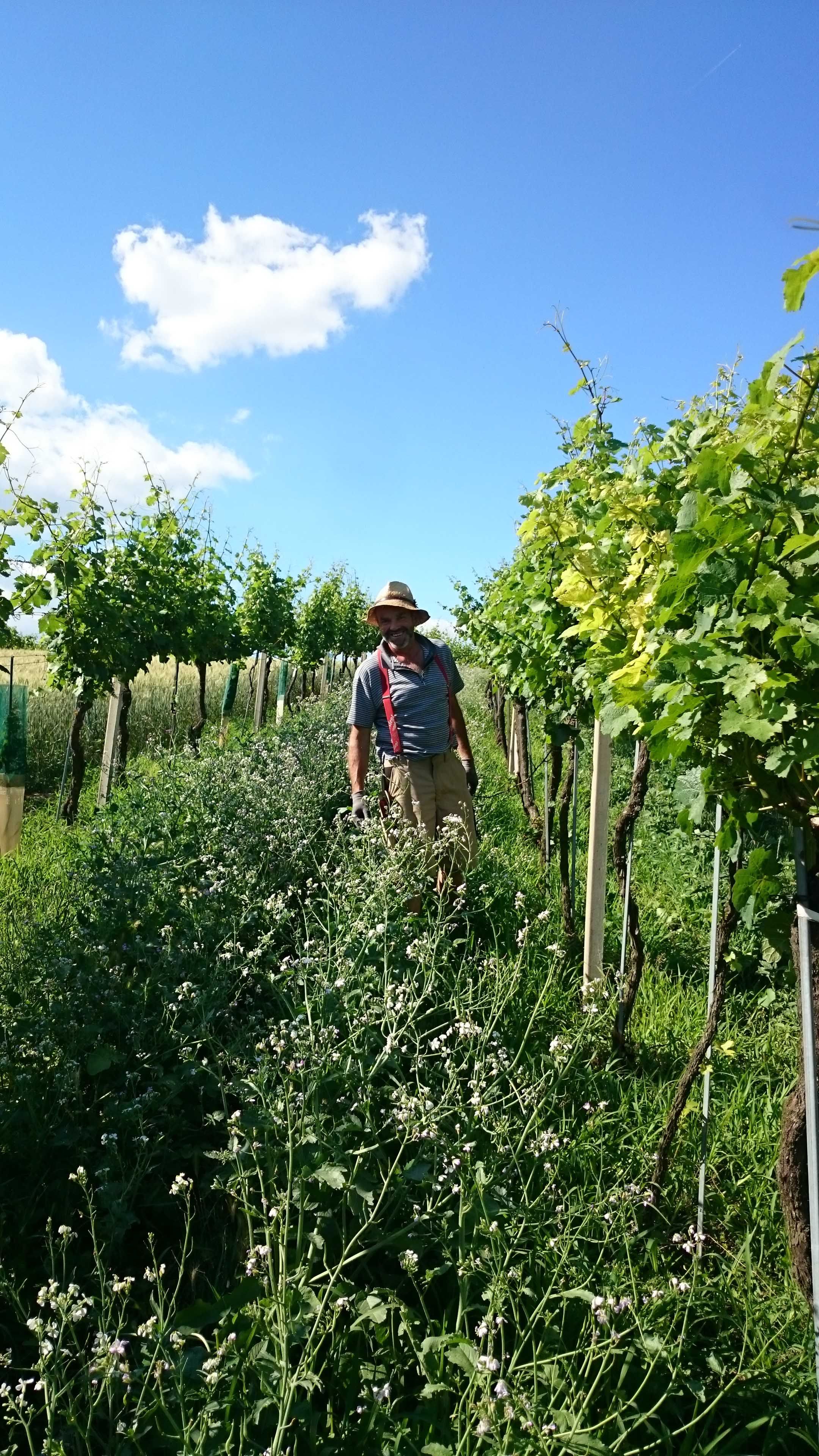 A man in a straw hat stands between vines under a blue sky.