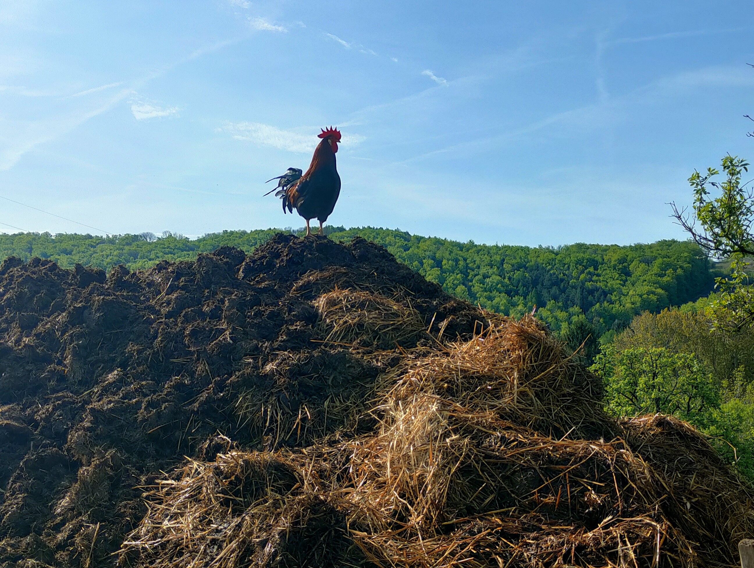A rooster stands on a pile of dung in front of a wooded hill under a blue sky.