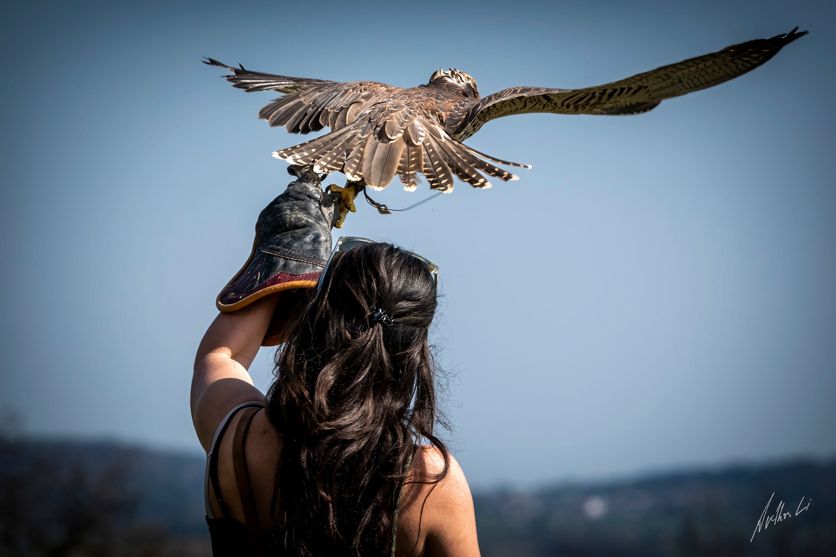 A woman holds a bird of prey on her gloved arm while the bird spreads its wings.