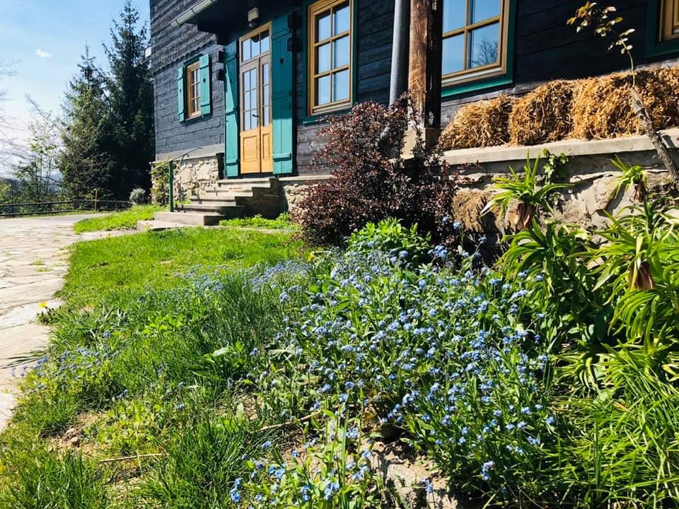 A house with green shutters and a wooden veranda, surrounded by blooming forget-me-nots and green vegetation.