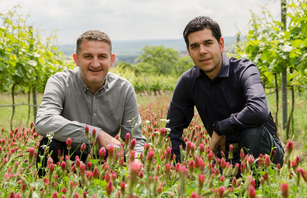 Two men kneel in a vineyard with flowering clover.