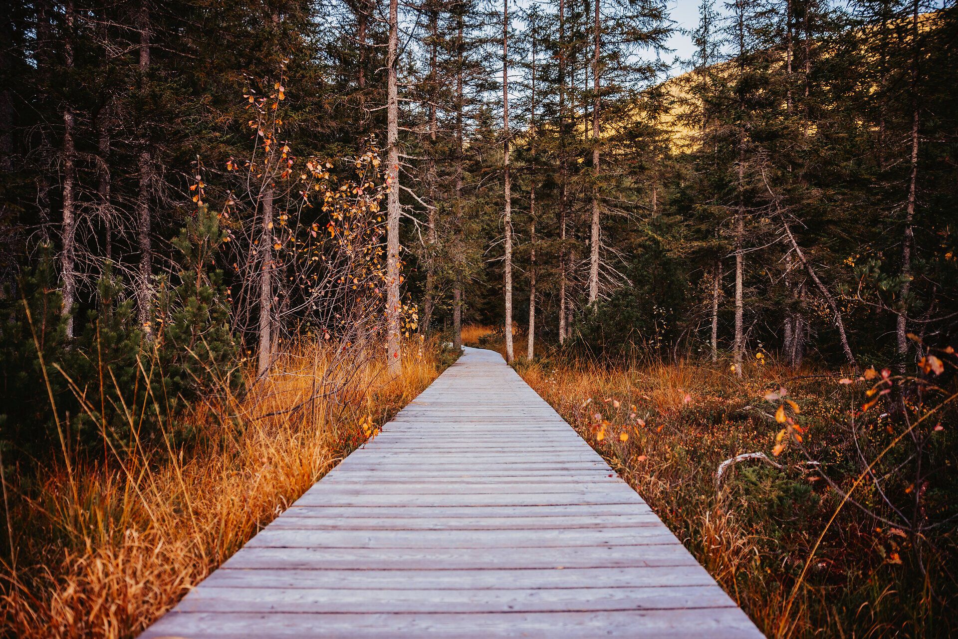 Ein malerischer Holzsteg schlängelt sich durch die goldenen Wiesen und die majestätischen Bäume des Hochmoors. Die sanfte Brise trägt den Duft von frischem Moos und herbstlichen Blättern, während die warmen Sonnenstrahlen die Landschaft in ein goldenes Licht tauchen.