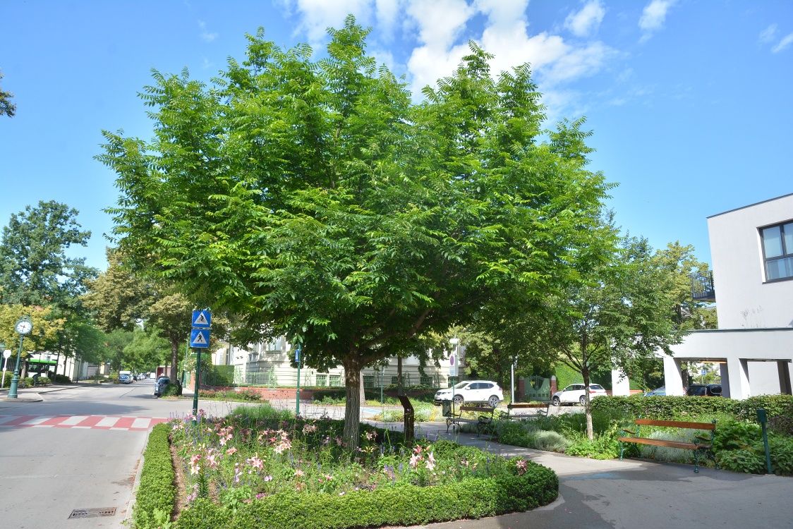 A large tree with green leaves stands in an urban environment next to a crosswalk and flower beds.