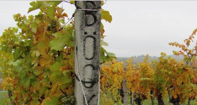 Vineyards